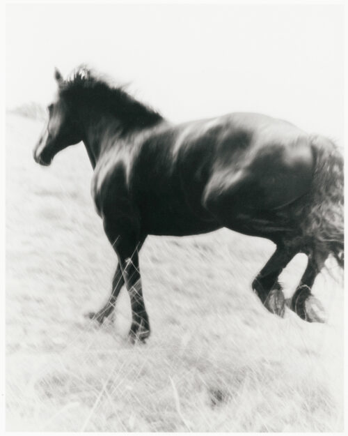 _01_2025_09_03_Regain_Percheron_493_Scan