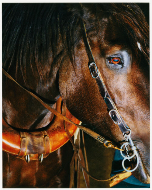 _02_2025_09_03_Regain_Percheron_433_SCAN