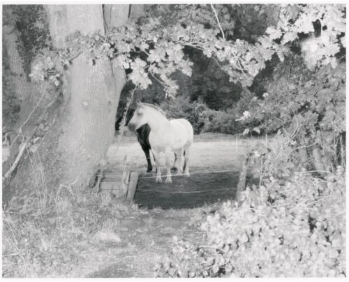 _03_2025_09_03_Regain_Percheron_443_SCAN