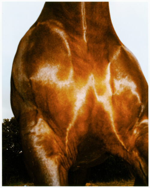 _04_2025_09_03_Regain_Percheron_356_Scanb