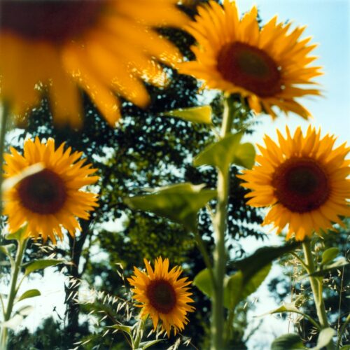 tournesols