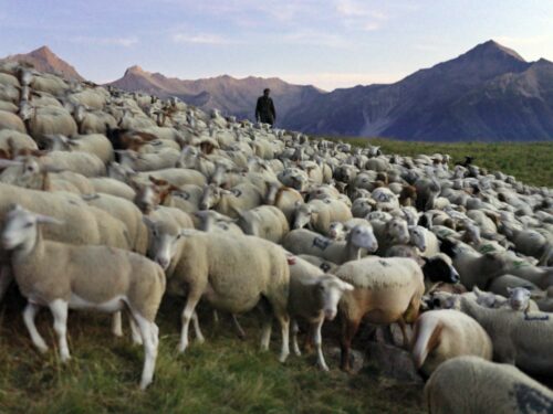 berger dans le Champsaur, Hautes Alpes