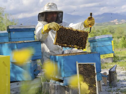 zornitzahoney2