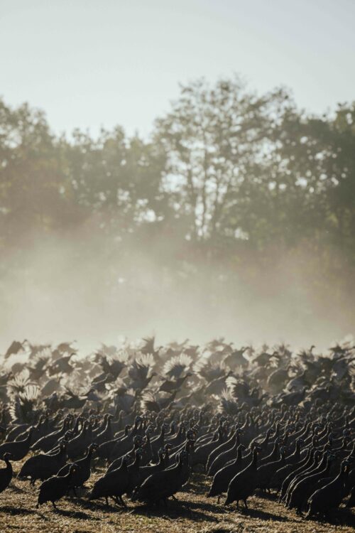 La Nouvelle Agriculture